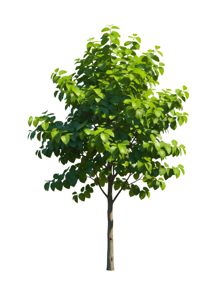 Deciduous Tree Billboard 4