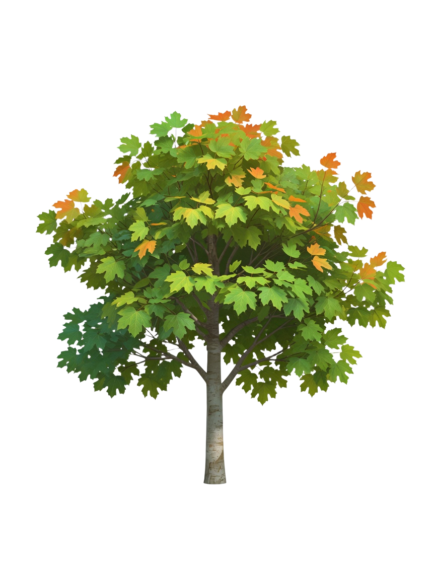 Forest Tree Beech (2 / 2)