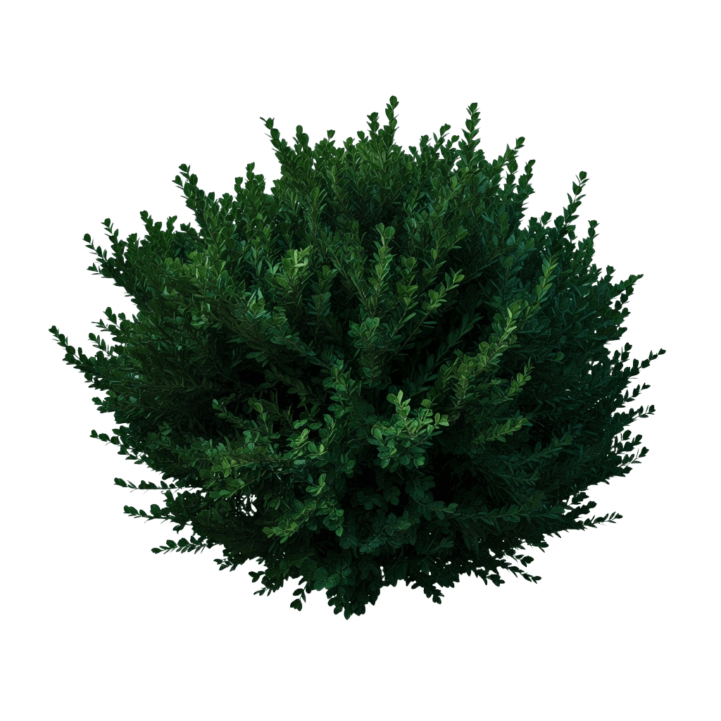 Dark Green Bush (1 / 3)