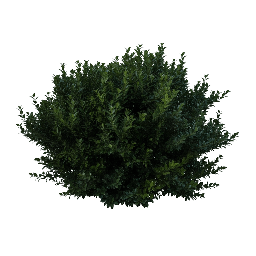 Dark Green Bush (3 / 3)