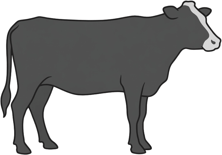 Cattle - Grey
