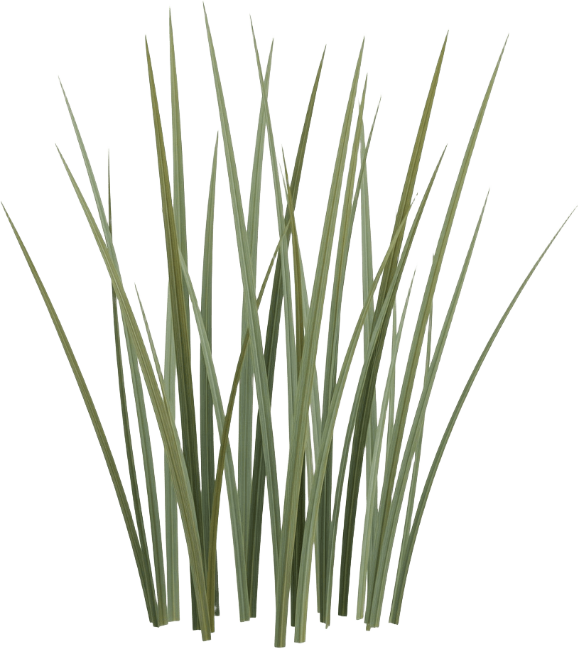 Grass Blade Cluster