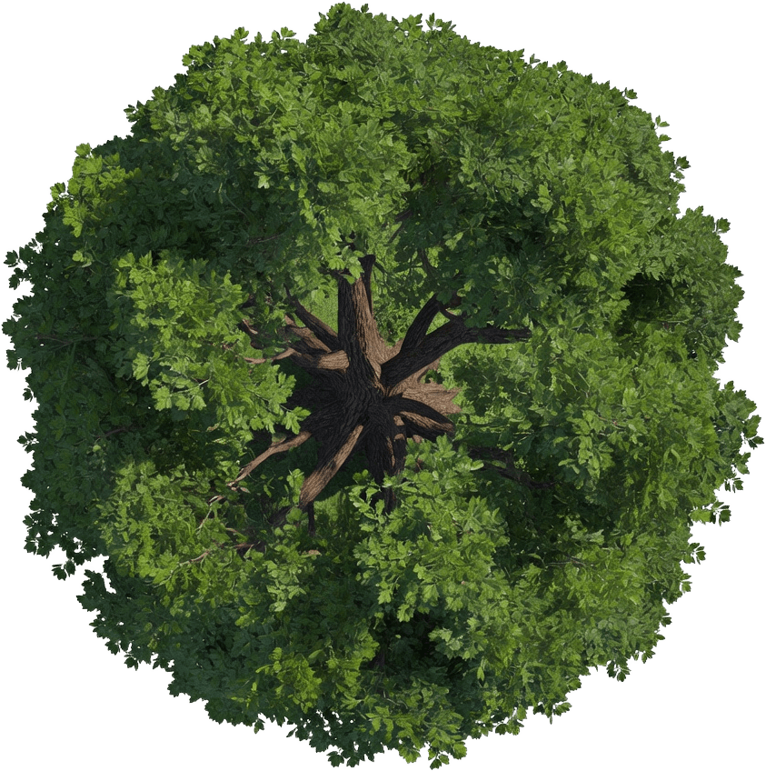 Tree Top-Down Sprite