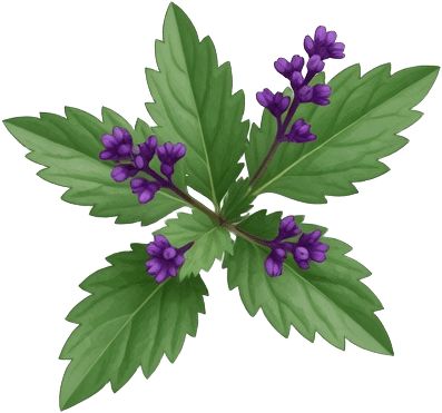 Purple Herb Plant