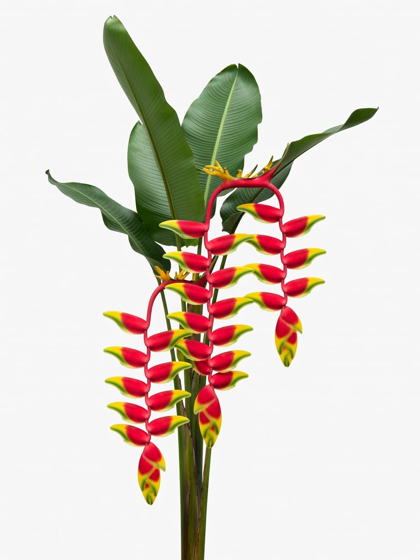 Heliconia Plant - Reference