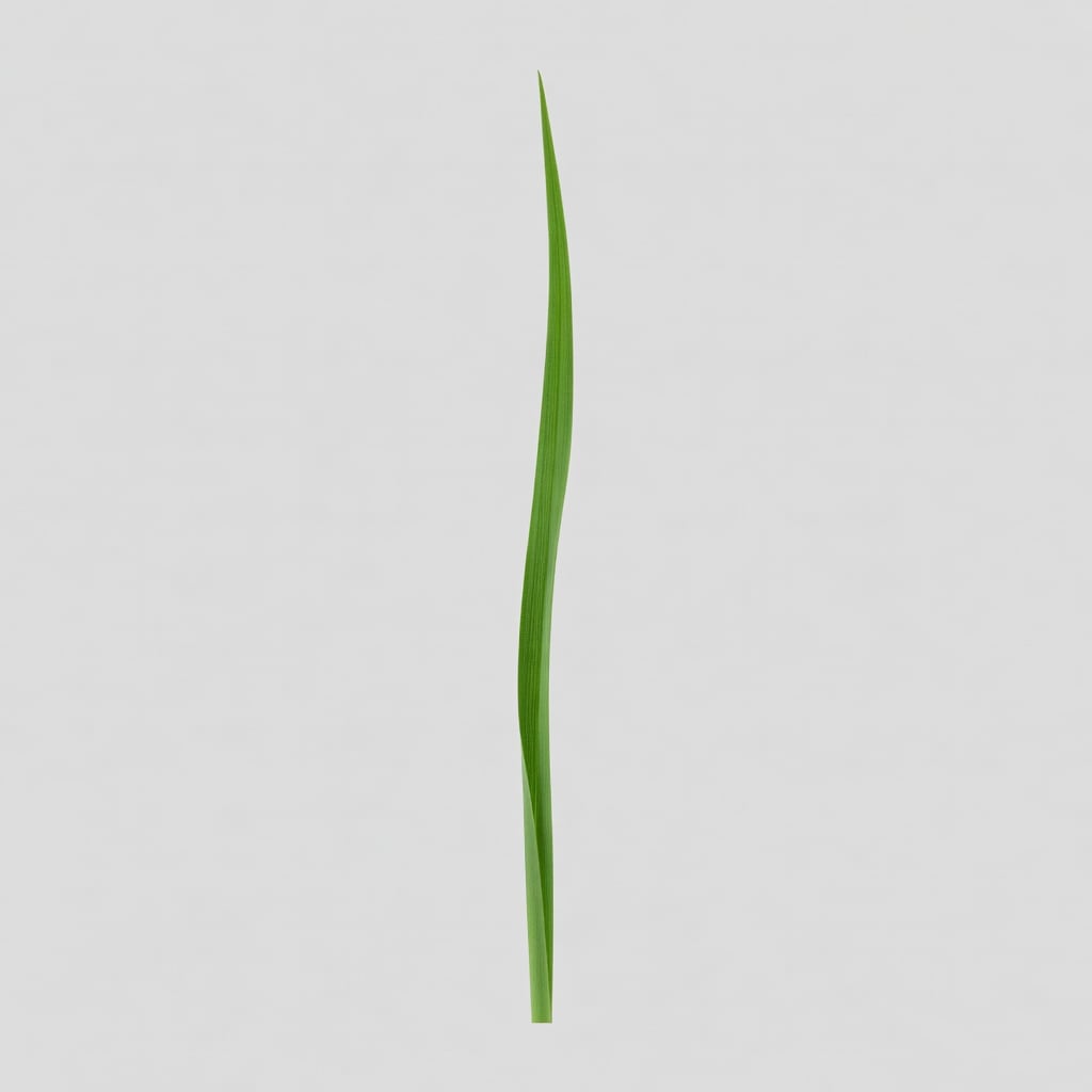 Blade of Grass Reference