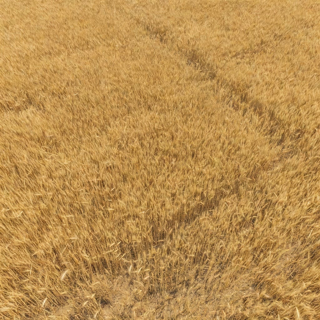 Wheat Field Texture