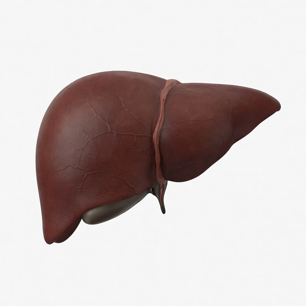 Liver Organ Reference