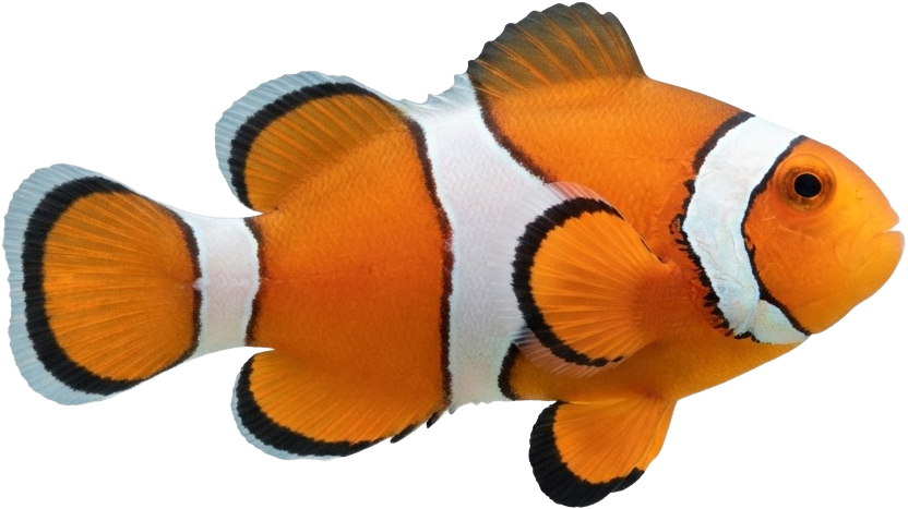 Clownfish Sprite