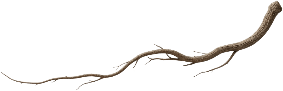 Tree Root Thin Delicate Long 01