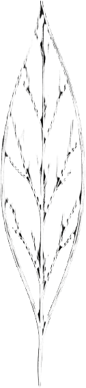 Brush Tip - Leaf Fiber