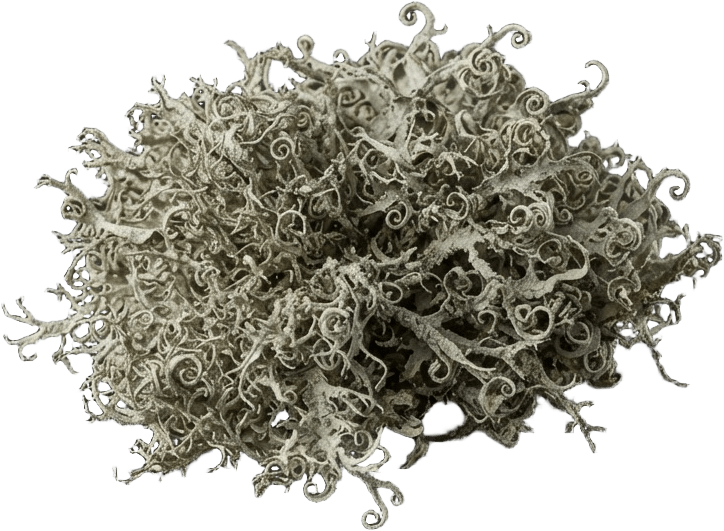 Image: A loose clump of pale grey-green moss, dry and lic