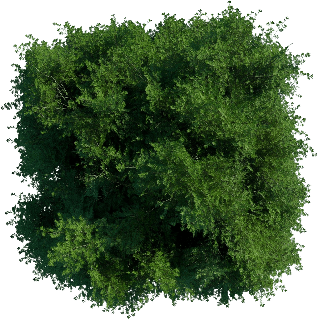 Bush Leaf Card Sheet B