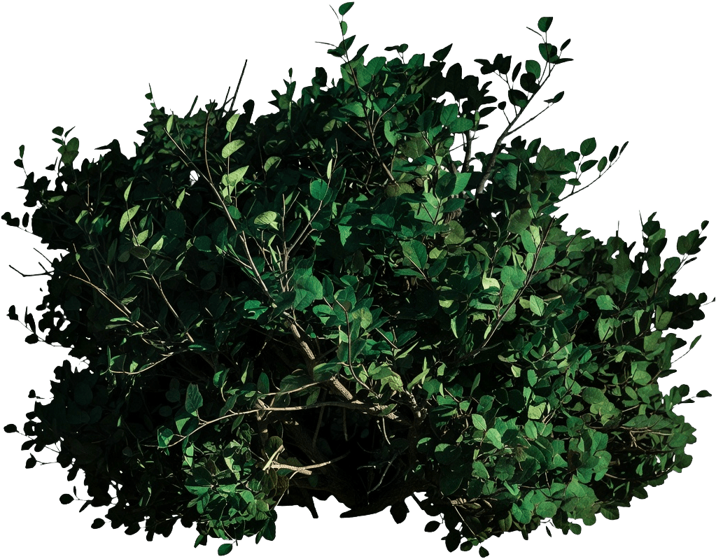 Bush Leaf Card Sheet C