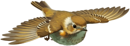 Songbird Flying From Above