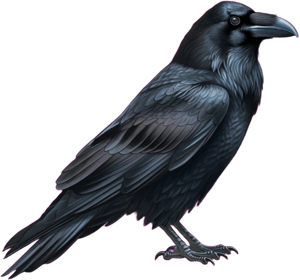 Raven Perched 01