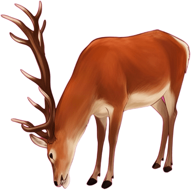 Grazing Red Stag