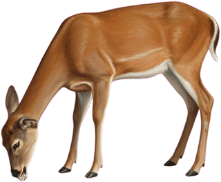 Red Deer Grazing Doe