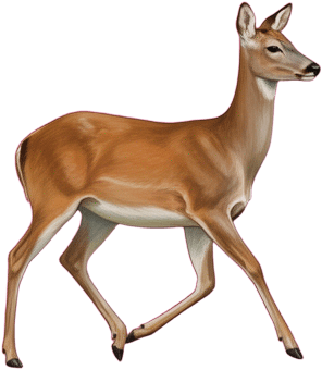 Red Deer Walking Pose