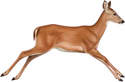 Running Red Deer Doe