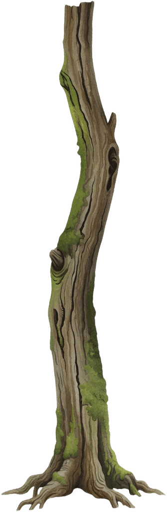 Woodland Tree Trunk Bark