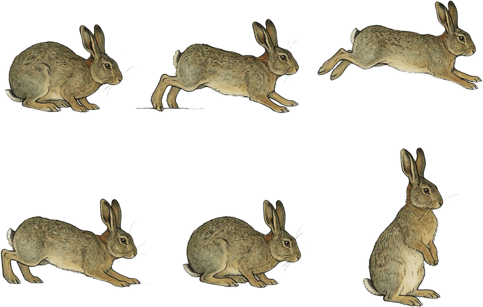 Storybook Rabbit Side-View Sprite Sheet