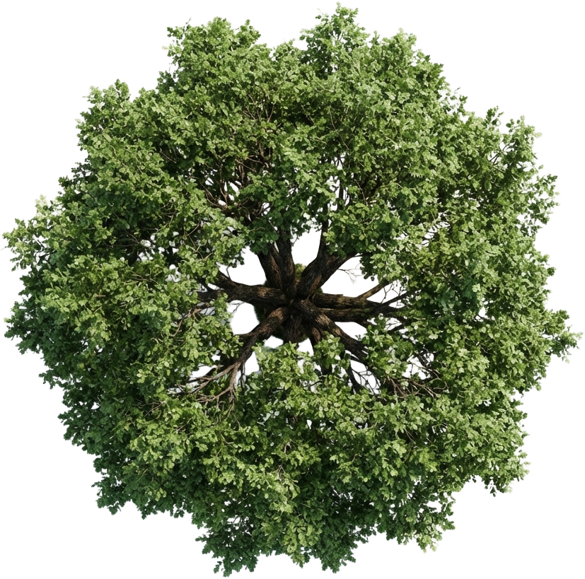 Image: Photorealistic top-down aerial view of a single ma