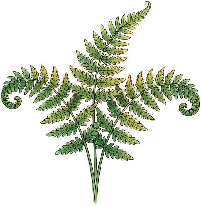 Storybook Fern Young Fronds