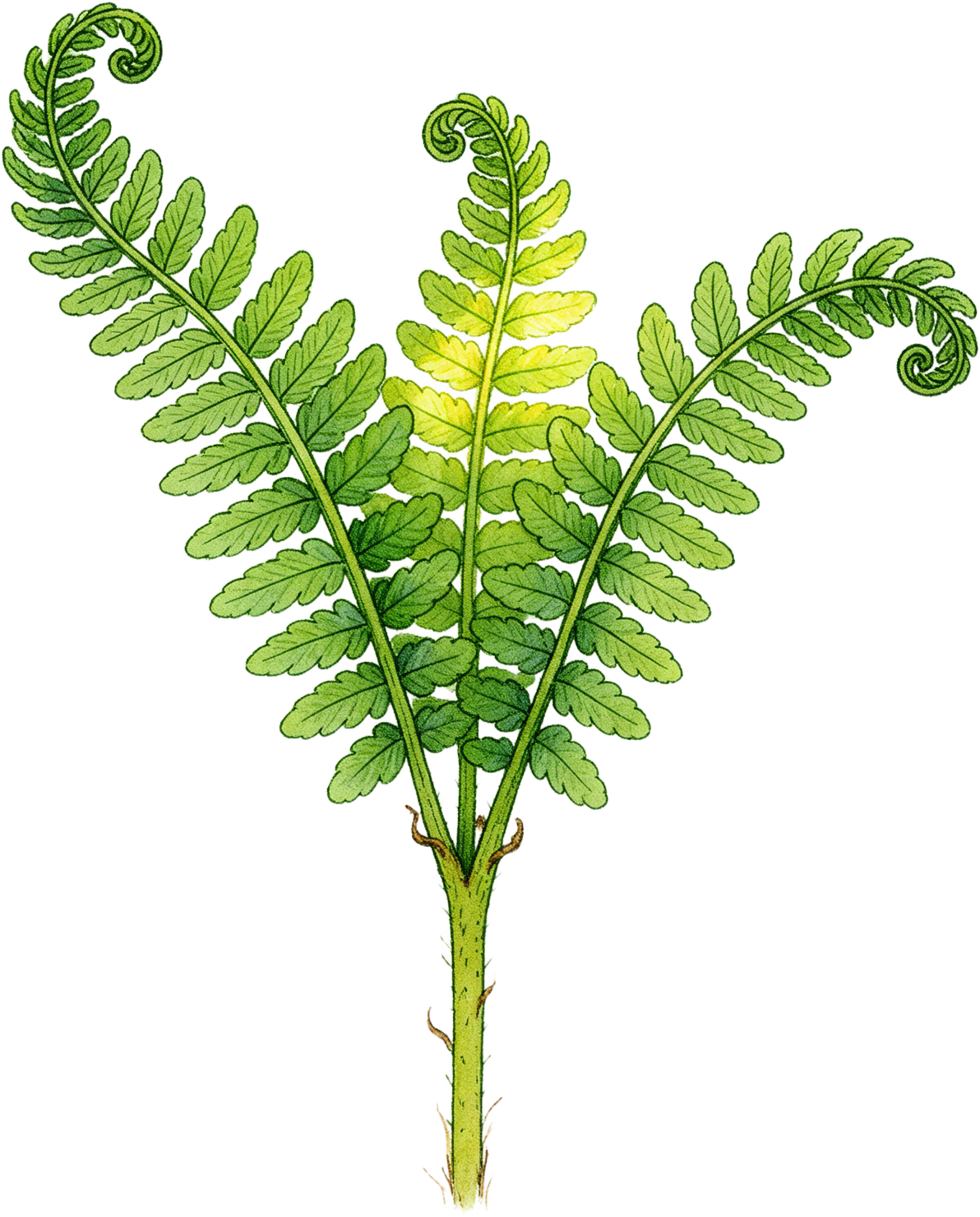 Storybook Fern Young Fronds v2 Sharp