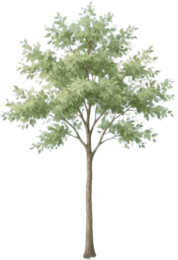 Image: A gentle broadleaf tree with soft green leaves and