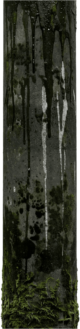Sewer Pipe - Mold Moss Decay (4 / 4)