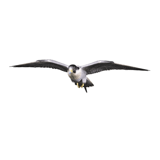 Peregrine Falcon
