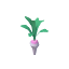 Radish