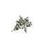Tree Shrub