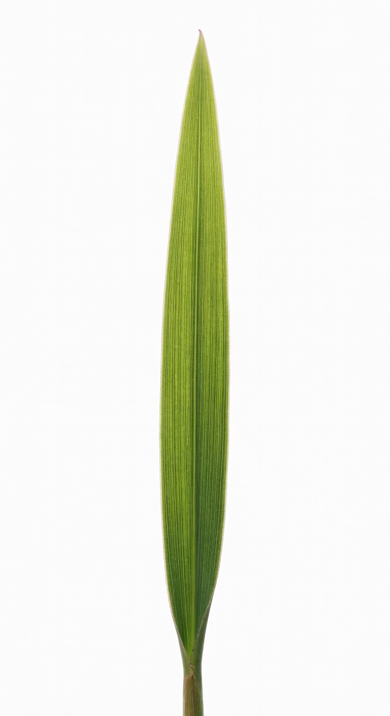 Grass Blade Albedo