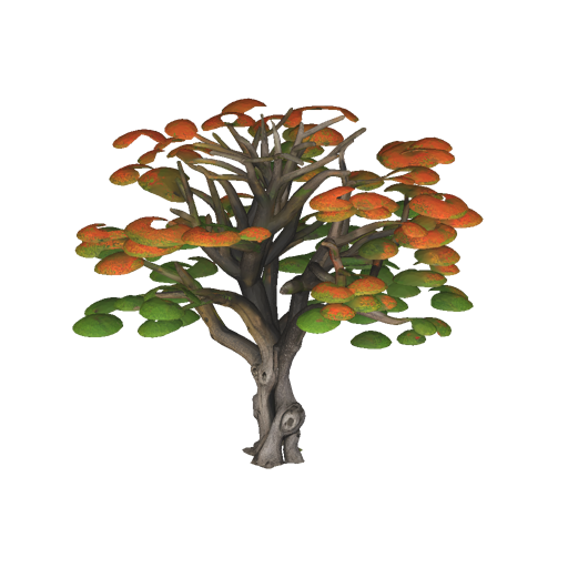 Jamaican Flamboyant Tree