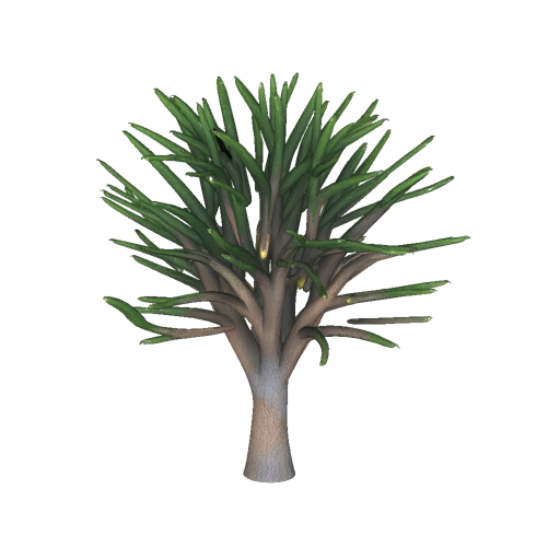 Jamaican Mango Tree