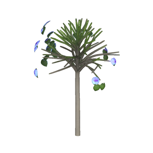 Jamaican Blue Mahoe Tree
