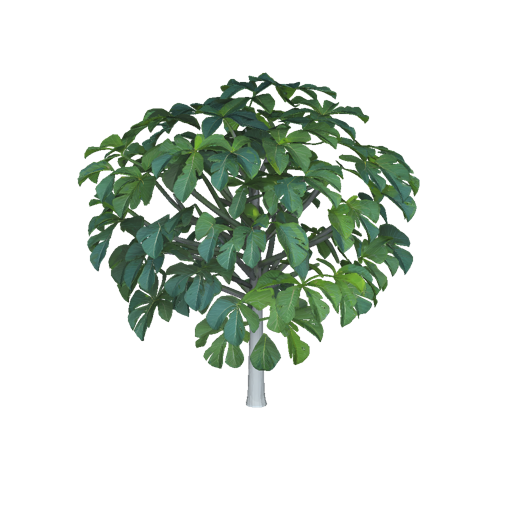 Jamaican Breadfruit Tree