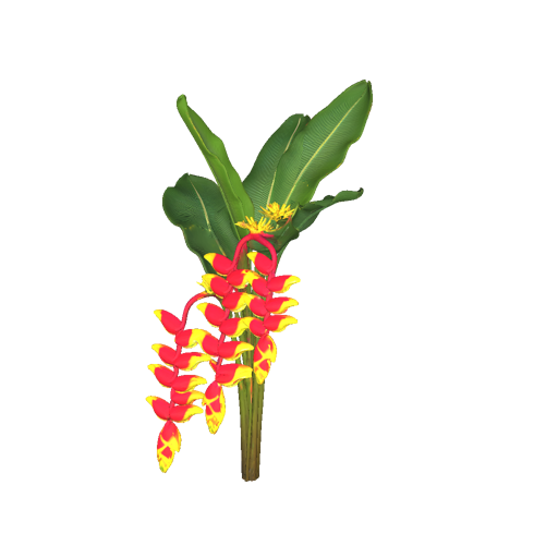 Jamaican Heliconia Plant