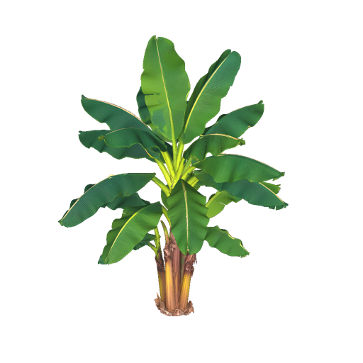 Jamaican Banana Plant