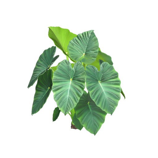 Jamaican Elephant Ear Plant