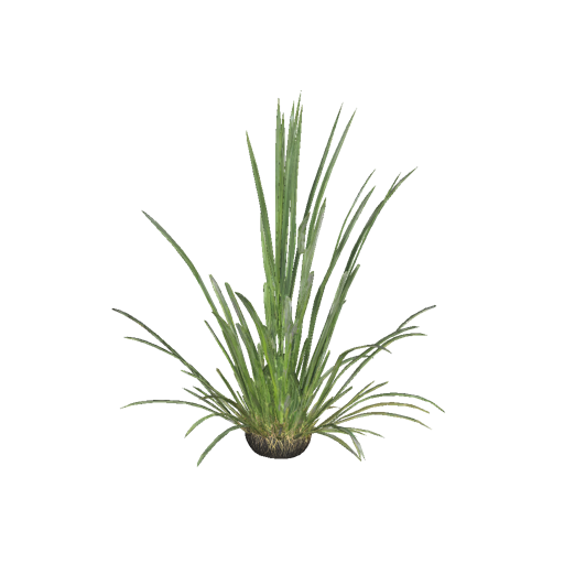 Jamaican Guinea Grass