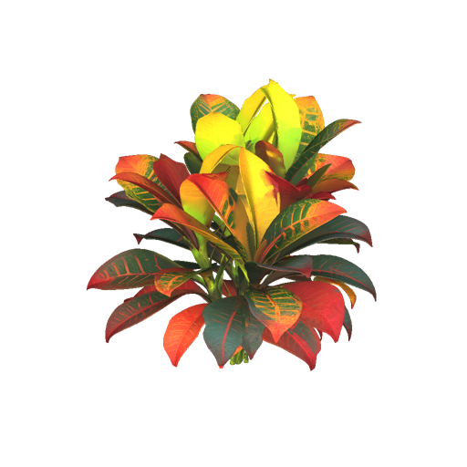 Jamaican Croton Plant