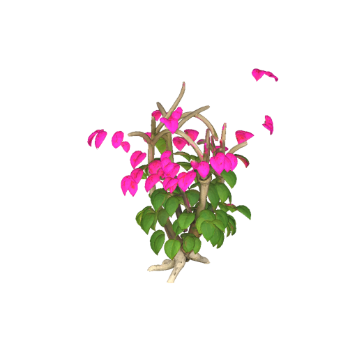Jamaican Bougainvillea Bush