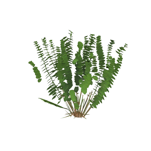 Jamaican Sword Fern