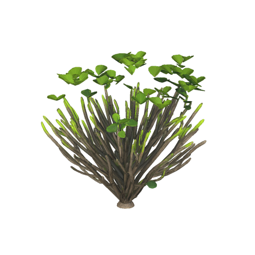 Jamaican Tropical Dense Bush