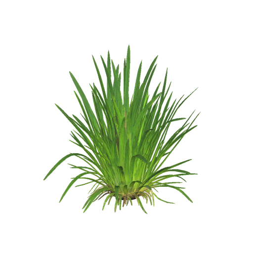Jamaican Tropical Sawgrass