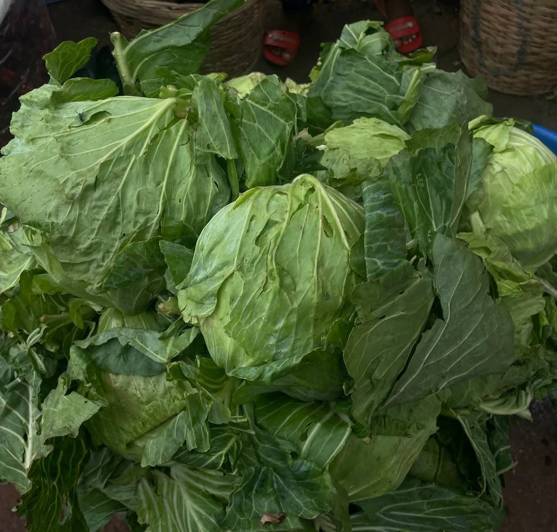 Cabbage