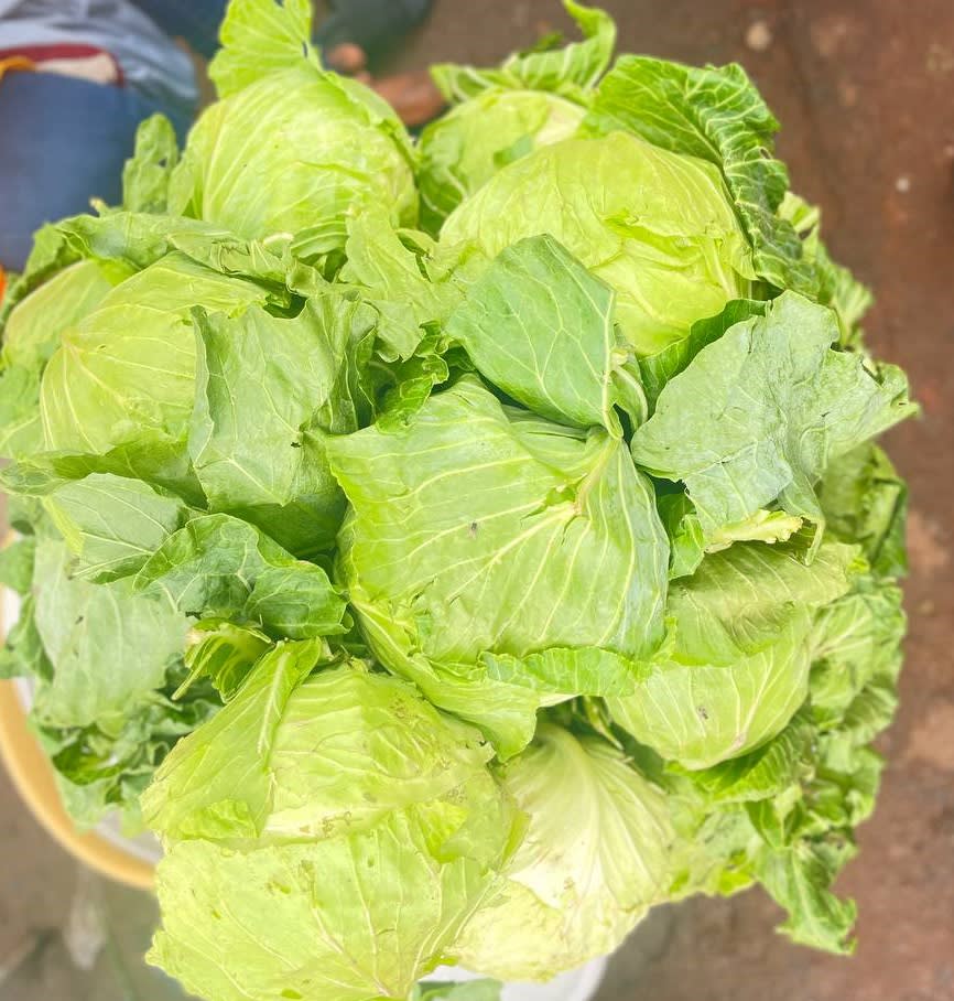 Cabbage 2